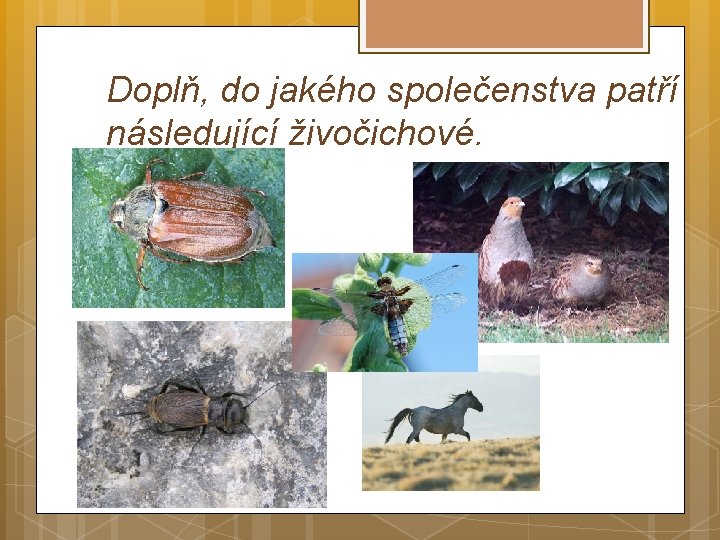 Doplň, do jakého společenstva patří následující živočichové. 