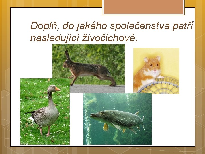 Doplň, do jakého společenstva patří následující živočichové. 