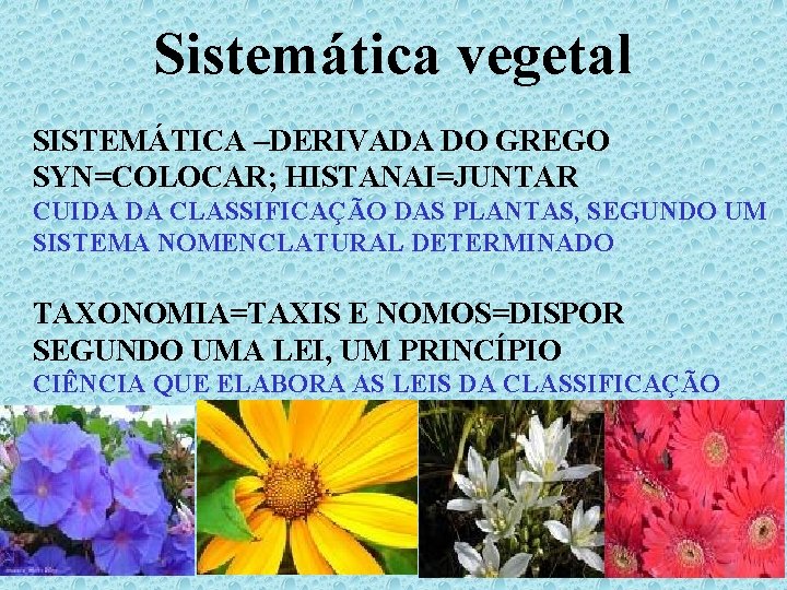 Sistemática vegetal SISTEMÁTICA –DERIVADA DO GREGO SYN=COLOCAR; HISTANAI=JUNTAR CUIDA DA CLASSIFICAÇÃO DAS PLANTAS, SEGUNDO