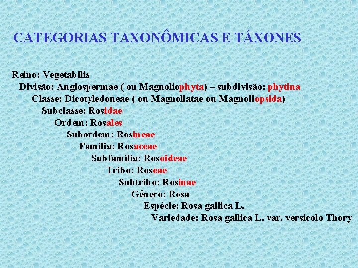 CATEGORIAS TAXONÔMICAS E TÁXONES Reino: Vegetabilis Divisão: Angiospermae ( ou Magnoliophyta) – subdivisão: phytina