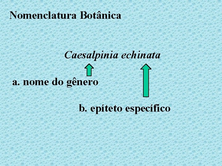 Nomenclatura Botânica Caesalpinia echinata a. nome do gênero b. epíteto específico 