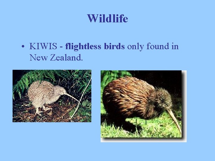 Wildlife • KIWIS - flightless birds only found in New Zealand. 