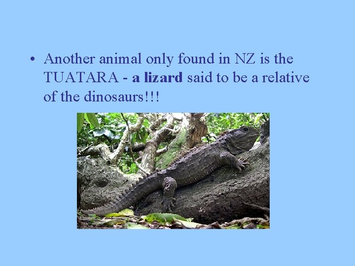 • Another animal only found in NZ is the TUATARA - a lizard