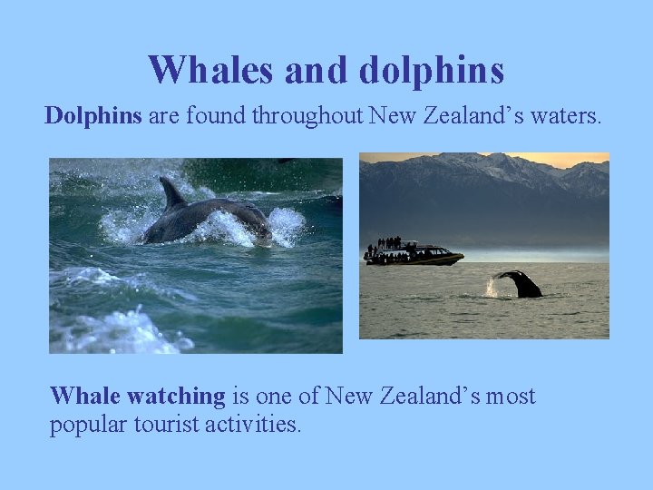 Whales and dolphins Dolphins are found throughout New Zealand’s waters. Whale watching is one