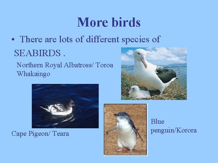 More birds • There are lots of different species of SEABIRDS. Northern Royal Albatross/