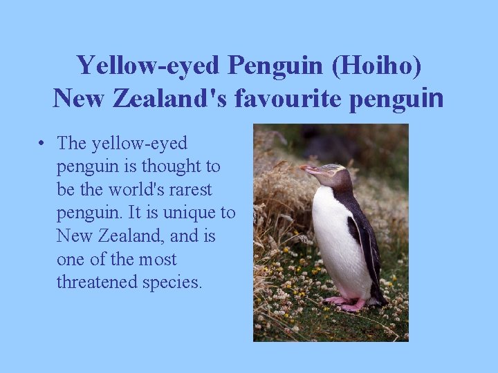 Yellow-eyed Penguin (Hoiho) New Zealand's favourite penguin • The yellow-eyed penguin is thought to