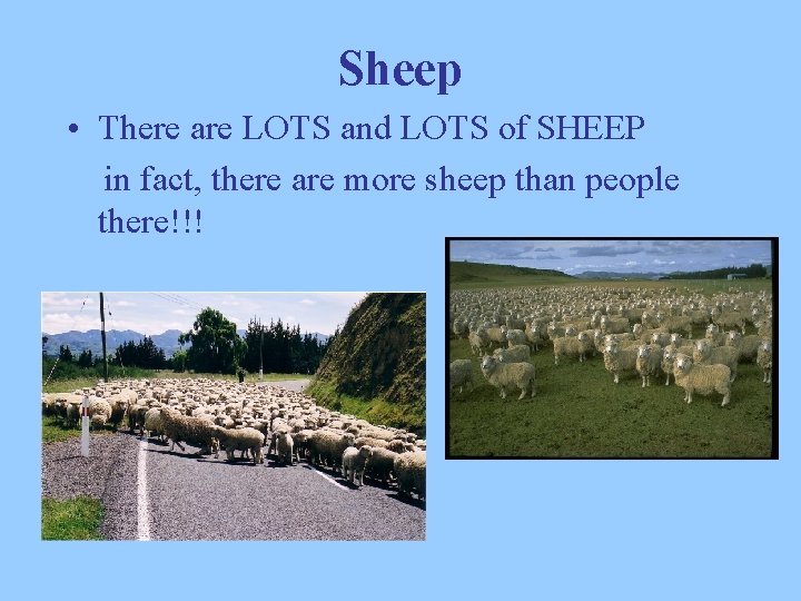 Sheep • There are LOTS and LOTS of SHEEP in fact, there are more