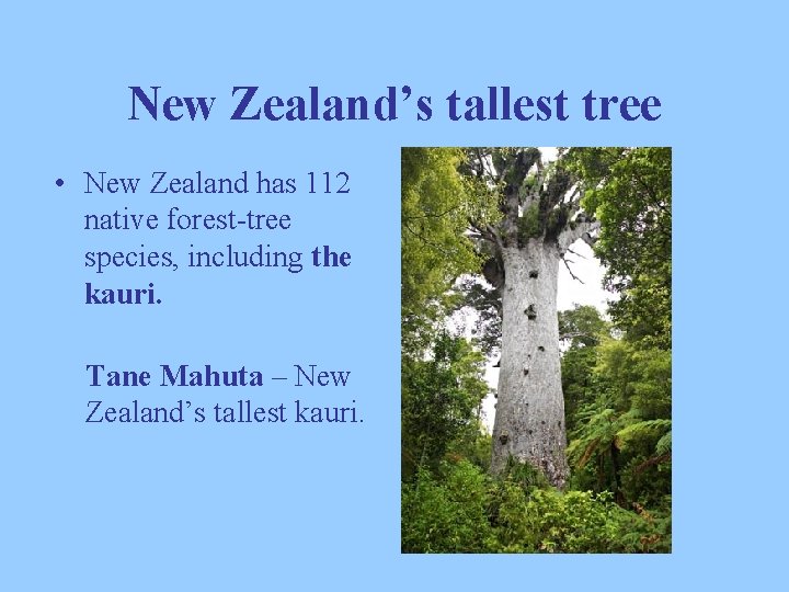 New Zealand’s tallest tree • New Zealand has 112 native forest-tree species, including the