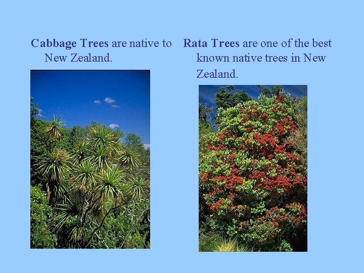 Cabbage Trees are native to Rata Trees are one of the best New Zealand.