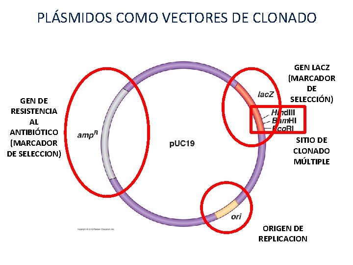 PLÁSMIDOS COMO VECTORES DE CLONADO GEN DE RESISTENCIA AL ANTIBIÓTICO (MARCADOR DE SELECCION) GEN