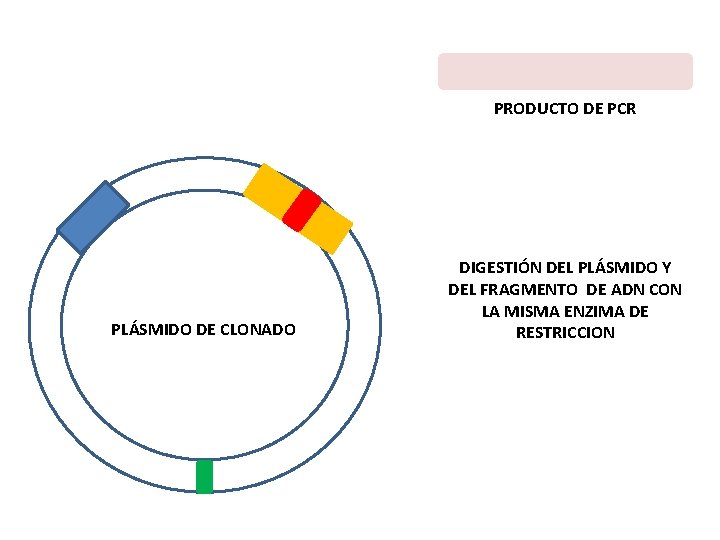 PRODUCTO DE PCR PLÁSMIDO DE CLONADO DIGESTIÓN DEL PLÁSMIDO Y DEL FRAGMENTO DE ADN