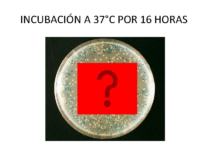 INCUBACIÓN A 37°C POR 16 HORAS 