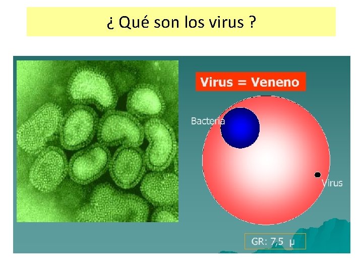 ¿ Qué son los virus ? 