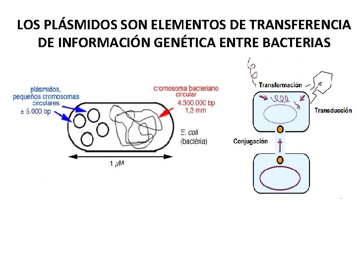 LOS PLÁSMIDOS SON ELEMENTOS DE TRANSFERENCIA DE INFORMACIÓN GENÉTICA ENTRE BACTERIAS 