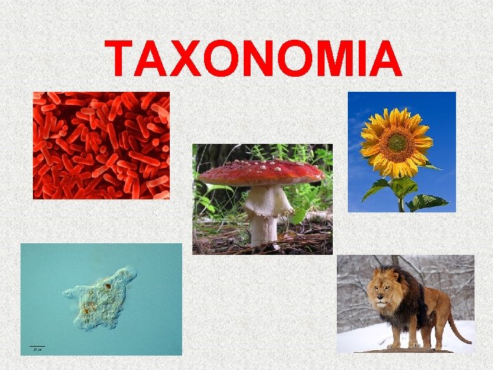 TAXONOMIA 