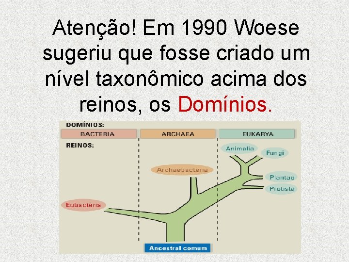 Atenção! Em 1990 Woese sugeriu que fosse criado um nível taxonômico acima dos reinos,