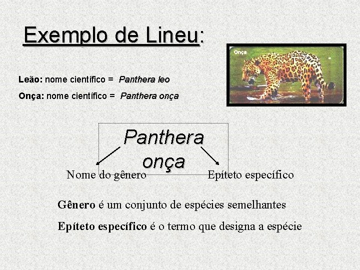 Exemplo de Lineu: Leão: nome científico = Panthera leo Onça: nome científico = Panthera