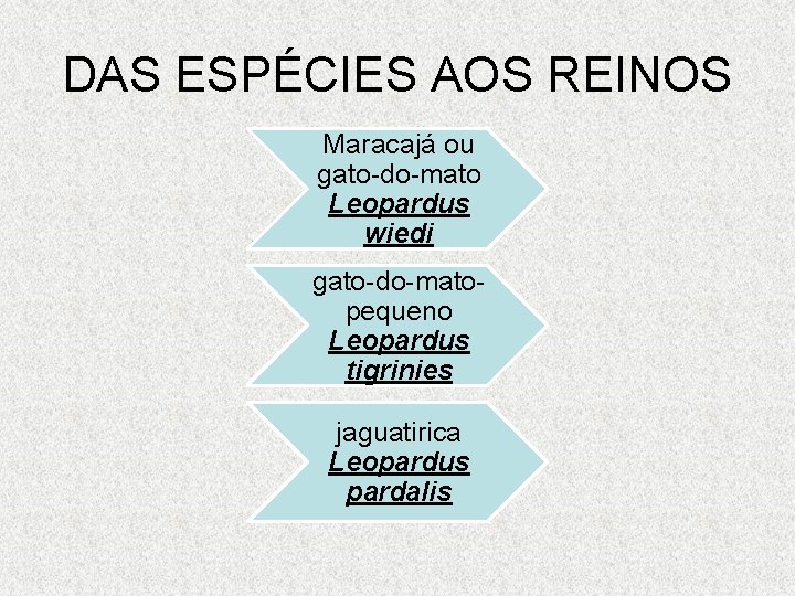 DAS ESPÉCIES AOS REINOS Maracajá ou gato-do-mato Leopardus wiedi gato-do-matopequeno Leopardus tigrinies jaguatirica Leopardus