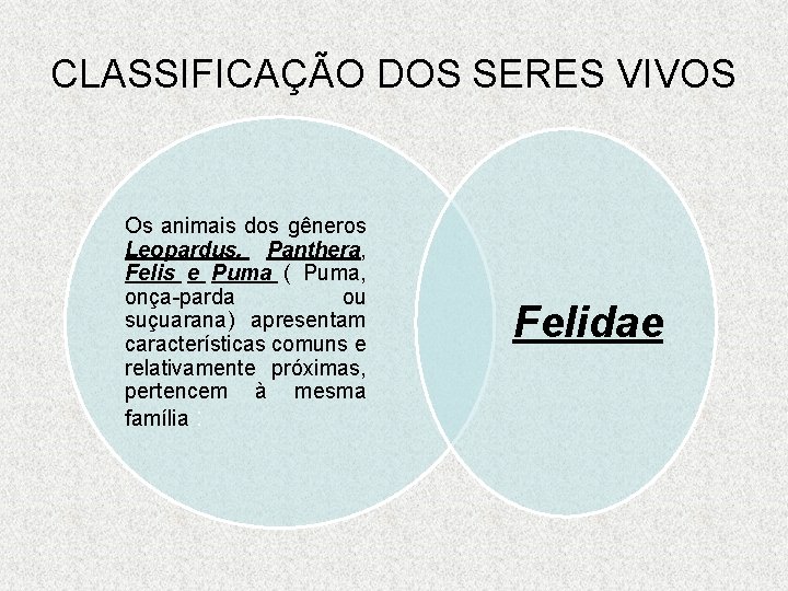 CLASSIFICAÇÃO DOS SERES VIVOS Os animais dos gêneros Leopardus, Panthera, Felis e Puma (