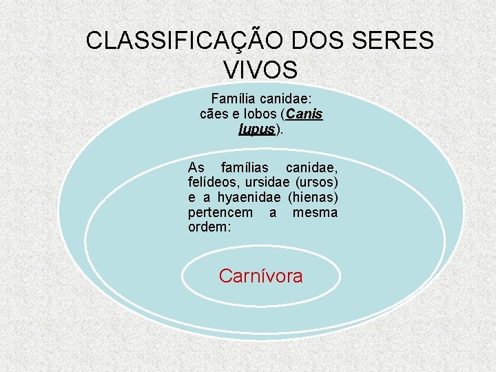 CLASSIFICAÇÃO DOS SERES VIVOS Família canidae: cães e lobos (Canis lupus). As famílias canidae,