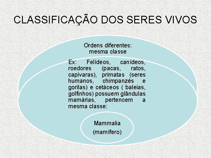 CLASSIFICAÇÃO DOS SERES VIVOS Ordens diferentes: mesma classe Ex: Felídeos, canídeos, roedores (pacas, ratos,