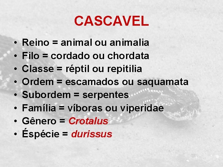 CASCAVEL • • Reino = animal ou animalia Filo = cordado ou chordata Classe