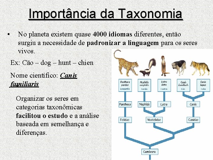 Importância da Taxonomia • No planeta existem quase 4000 idiomas diferentes, então surgiu a