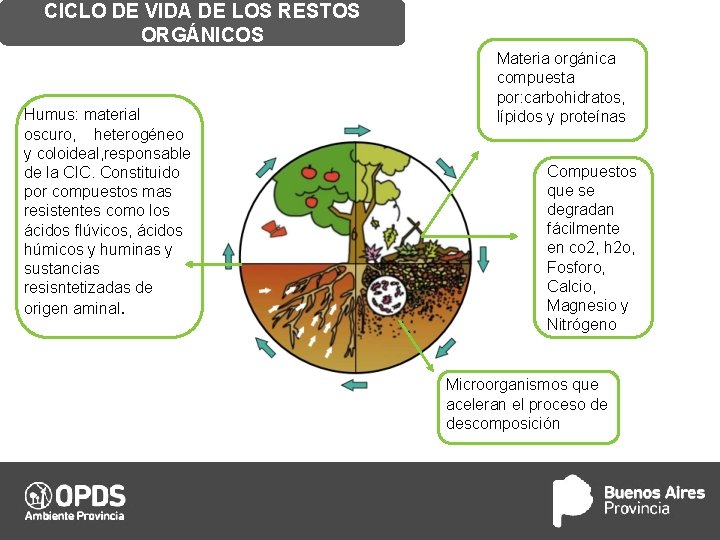 CICLO DE VIDA DE LOS RESTOS ORGÁNICOS Humus: material oscuro, heterogéneo y coloideal, responsable CICLO DE VIDA DE LOS RESTOS ORGÁNICOS Humus: material oscuro, heterogéneo y coloideal, responsable