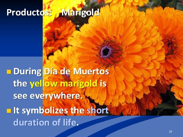 Productos: Marigold n During Día de Muertos the yellow marigold is see everywhere. n