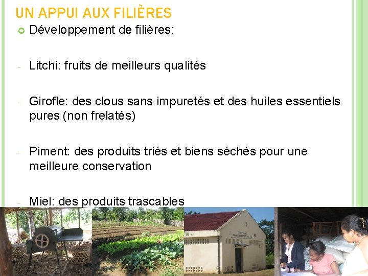 UN APPUI AUX FILIÈRES Développement de filières: - Litchi: fruits de meilleurs qualités -