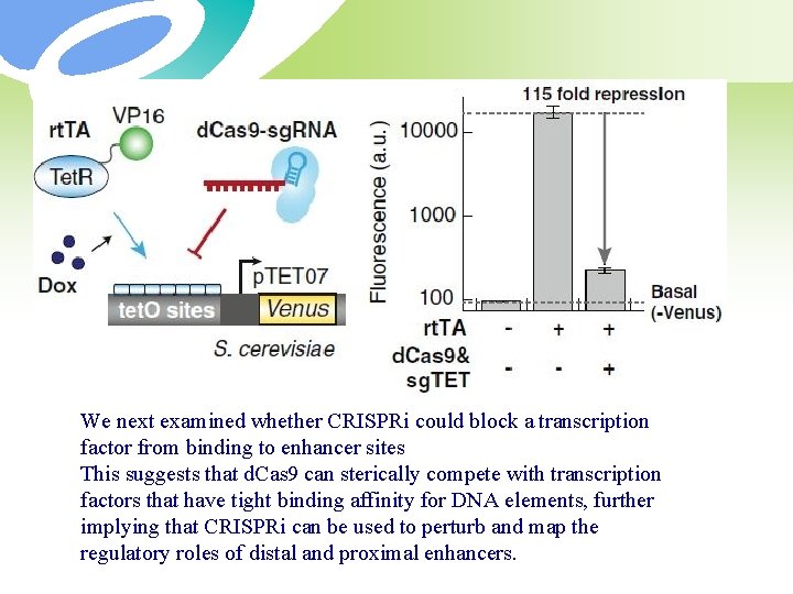 We next examined whether CRISPRi could block a transcription factor from binding to enhancer