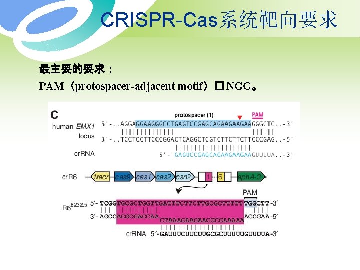 CRISPR-Cas系统靶向要求 最主要的要求： PAM（protospacer-adjacent motif）� NGG。 