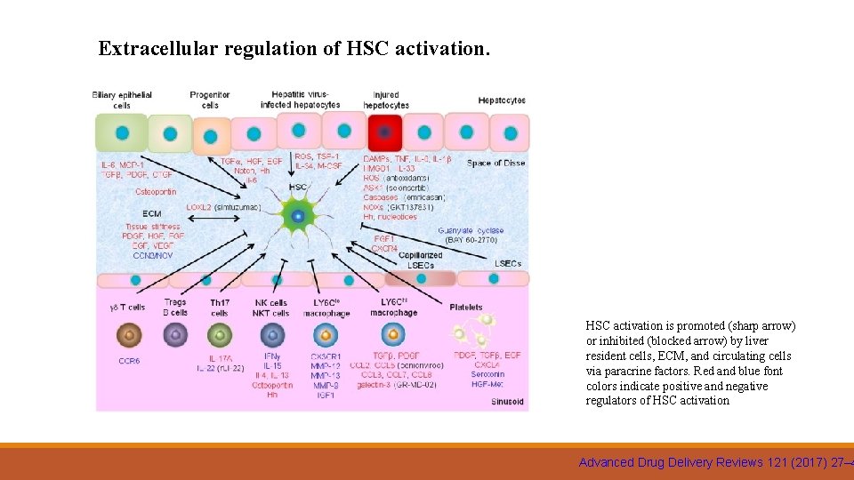 Extracellular regulation of HSC activation is promoted (sharp arrow) or inhibited (blocked arrow) by