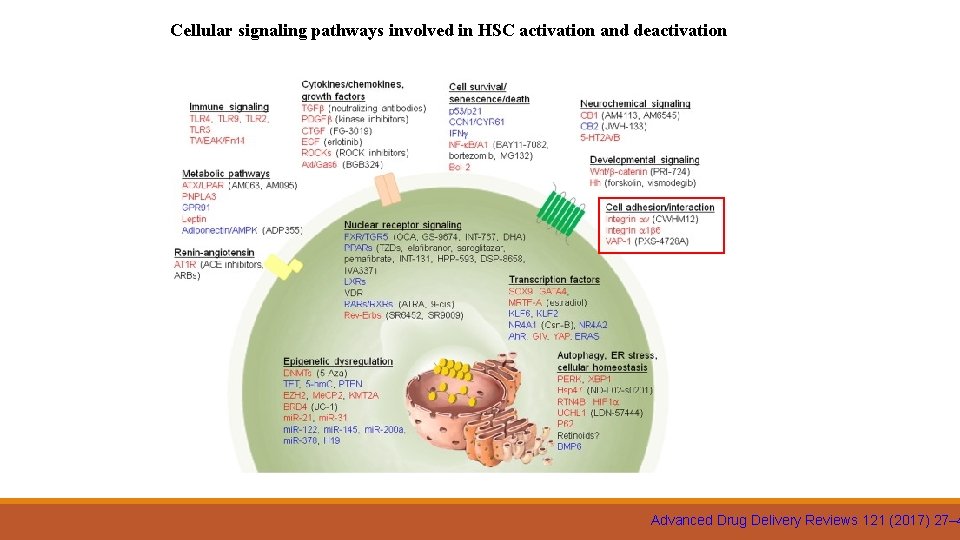 Cellular signaling pathways involved in HSC activation and deactivation Advanced Drug Delivery Reviews 121