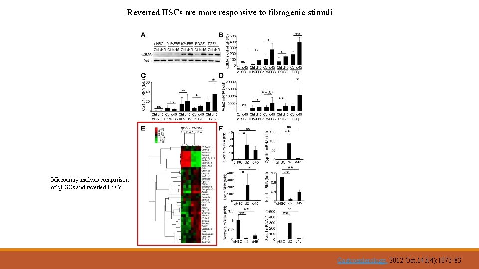 Reverted HSCs are more responsive to fibrogenic stimuli Microarray analysis comparison of q. HSCs