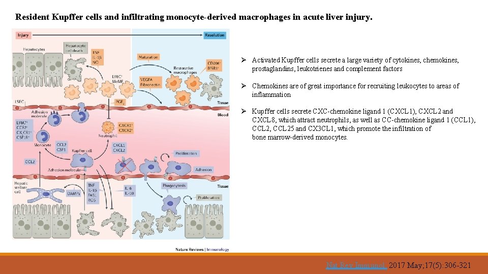 Resident Kupffer cells and infiltrating monocyte-derived macrophages in acute liver injury. Ø Activated Kupffer