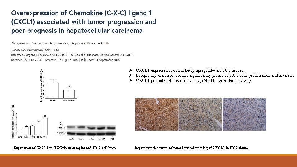 Ø CXCL 1 expression was markedly upregulated in HCC tissues Ø Ectopic expression of