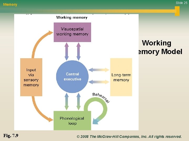 Memory Slide 25 Working Memory Model Fig. 7. 9 © 2008 The Mc. Graw-Hill