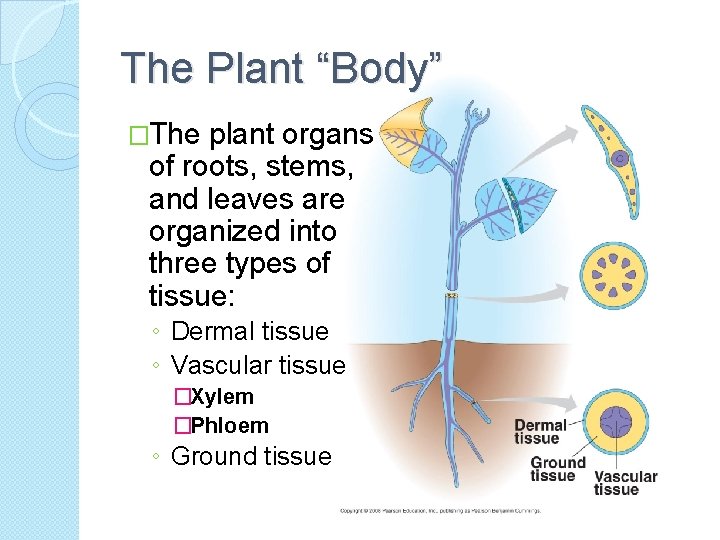 The Plant “Body” �The plant organs of roots, stems, and leaves are organized into