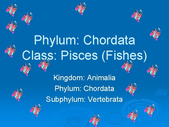 Phylum: Chordata Class: Pisces (Fishes) Kingdom: Animalia Phylum: Chordata Subphylum: Vertebrata 