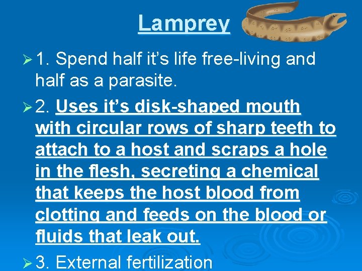 Lamprey Ø 1. Spend half it’s life free-living and half as a parasite. Ø