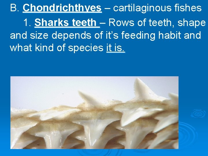 B. Chondrichthyes – cartilaginous fishes 1. Sharks teeth – Rows of teeth, shape and
