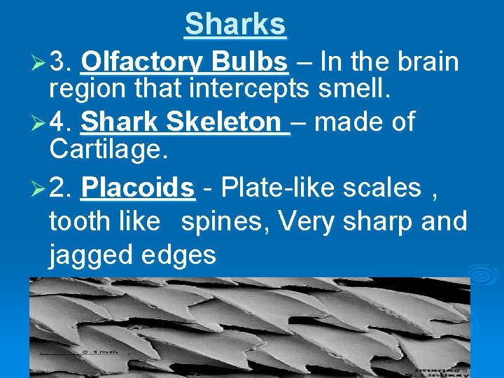 Sharks Ø 3. Olfactory Bulbs – In the brain region that intercepts smell. Ø