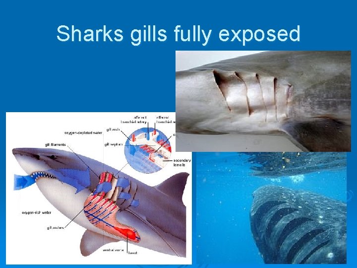 Sharks gills fully exposed 
