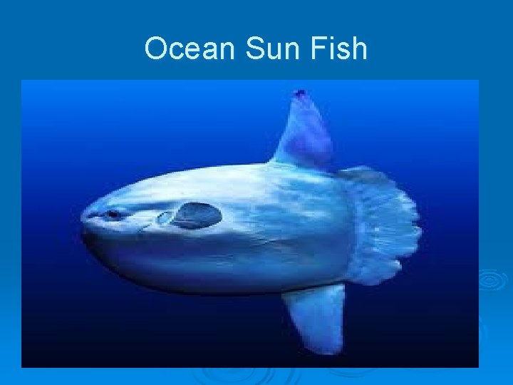 Ocean Sun Fish 