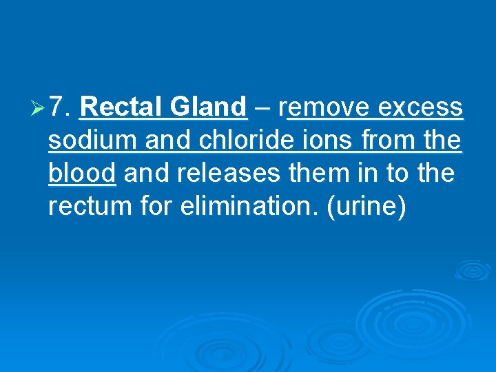 Ø 7. Rectal Gland – remove excess sodium and chloride ions from the blood
