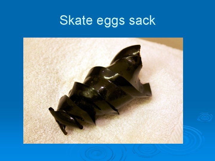 Skate eggs sack 