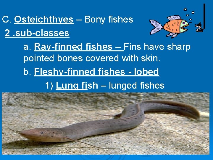 C. Osteichthyes – Bony fishes 2. sub-classes a. Ray-finned fishes – Fins have sharp