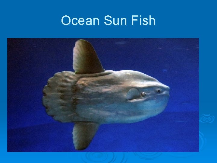 Ocean Sun Fish 