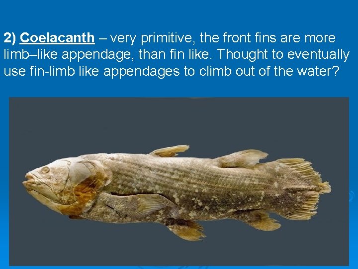 2) Coelacanth – very primitive, the front fins are more limb–like appendage, than fin